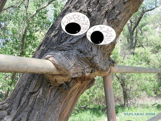 Шутки природы