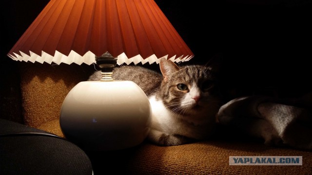 Кот с лампой