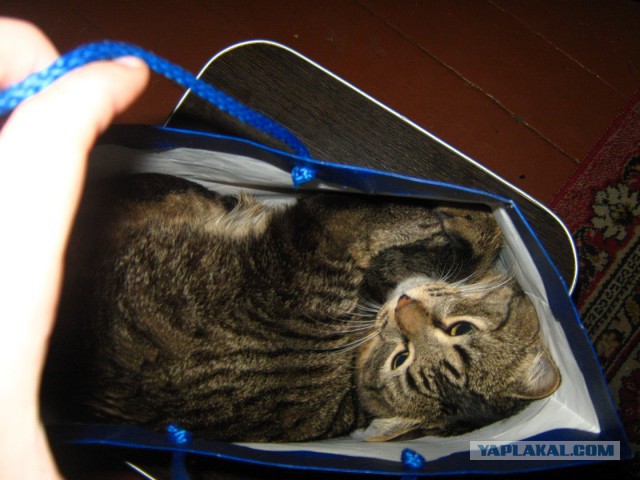 Котооо-о-о-вторник