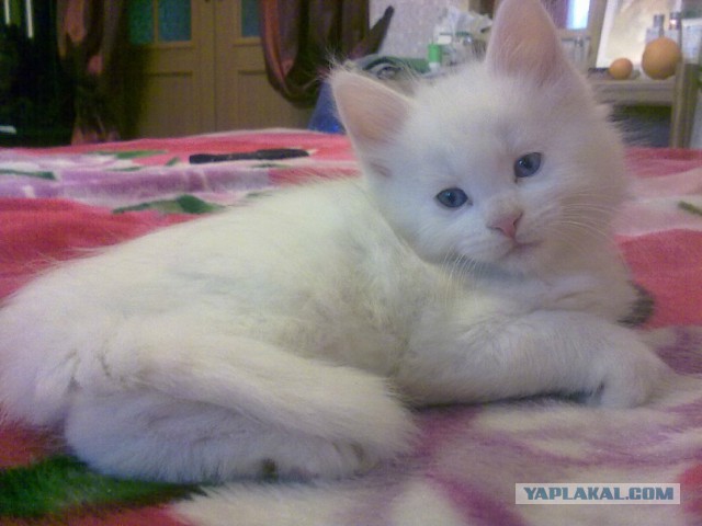 У меня кот дебил