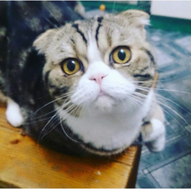 Котовторник  01.03.2016