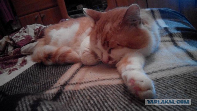 Котовторник 07.06.2016