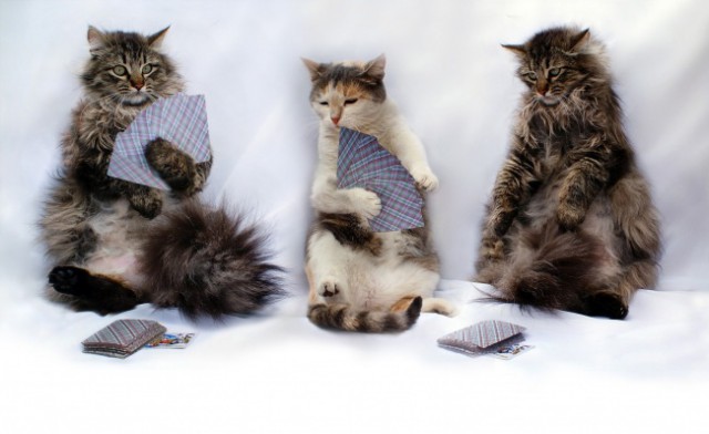 Коты из сети
