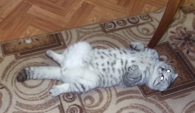 Котовторник 27.12.2016