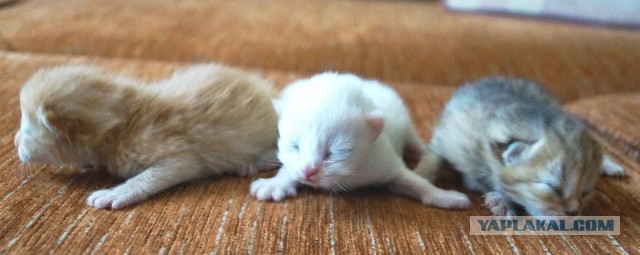 Котовторник 24.01.2017