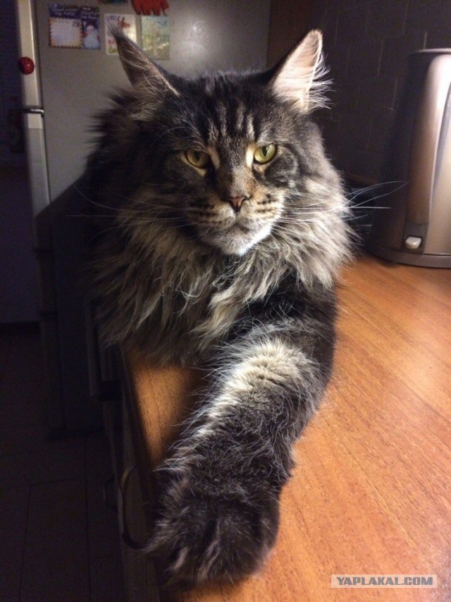 Котовторник 21.02.2017