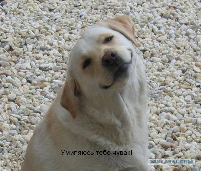 И как же блин на нормальную жизнь заработать!?