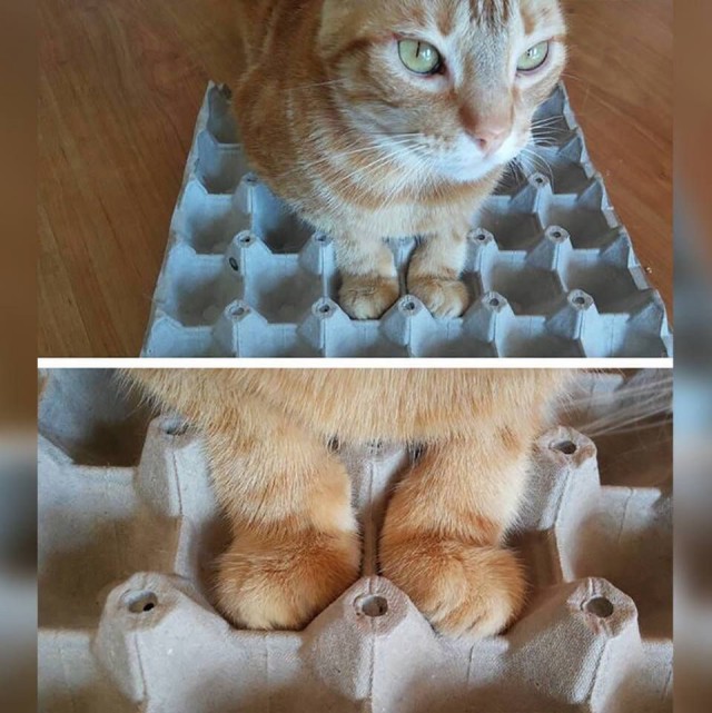 Коты и Кошки