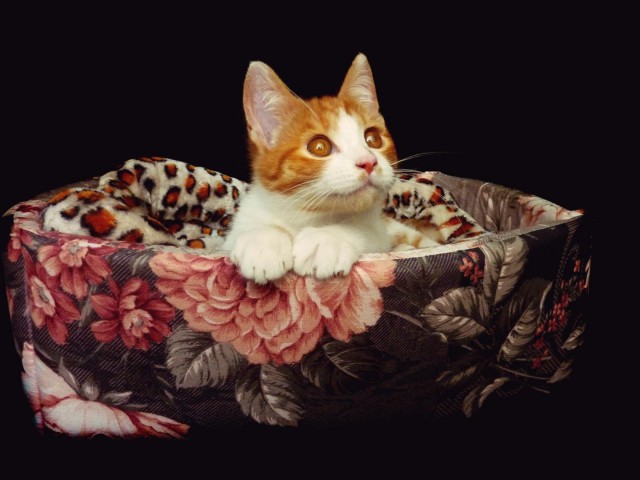 Коты и Кошки