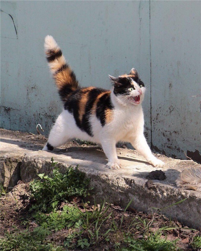 Коты и Кошки