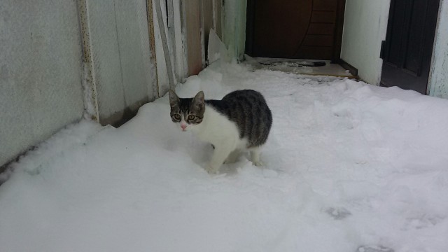 Коты и Кошки