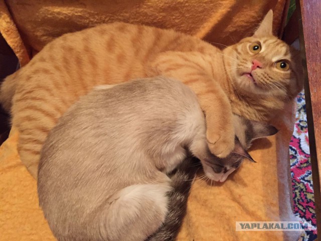 Кошачье пополнение