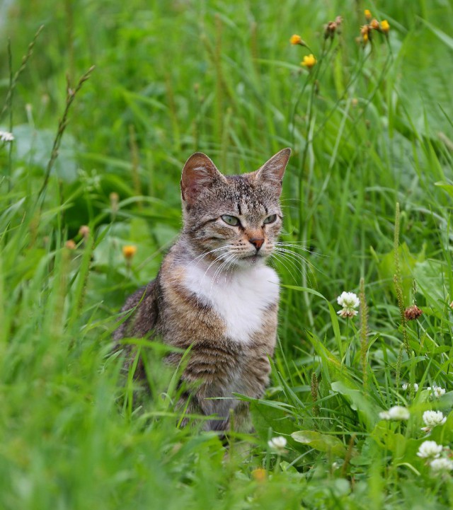 Коты и Кошки