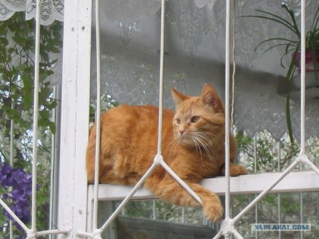 Котовторник на ЯПлакалъ