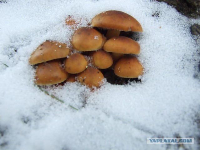 Последние тёплые дни, поход за грибами
