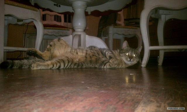 Котовторник (31.01.2012)
