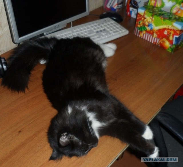 Котовторник! 13.03.2012