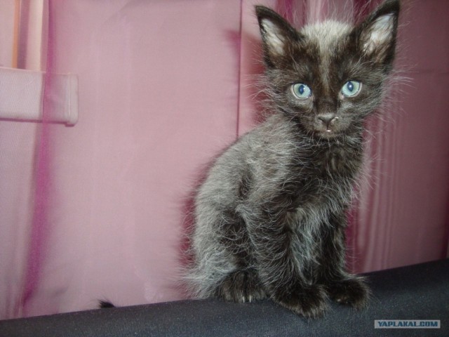 Котовторник 20.03.2012