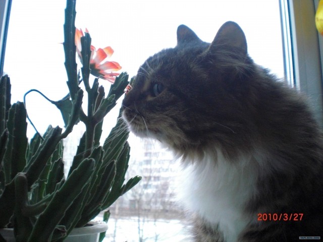Котовторник 8 мая 2012