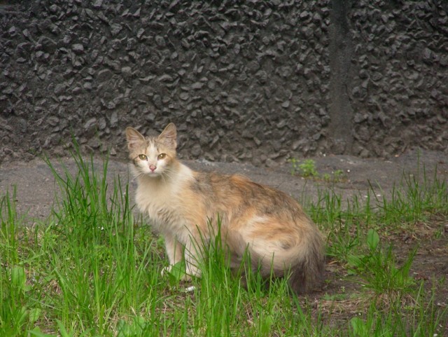 Котовторник  12. 06. 2012