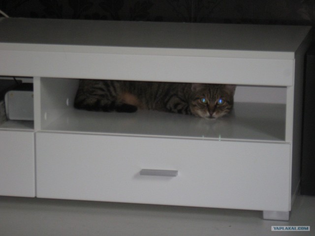 Котовторник  28.08.12