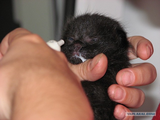 Котовторник 11.09.2012