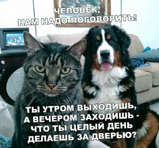 Картинки с котами и про котов