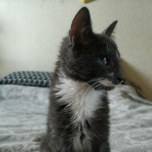 Забавные фото котеек