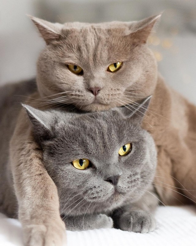 Забавные фото котеек