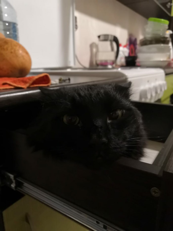Мой котяра!