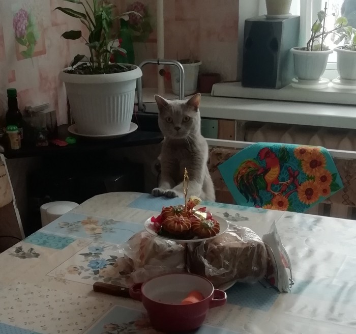 Странные фотки котеек