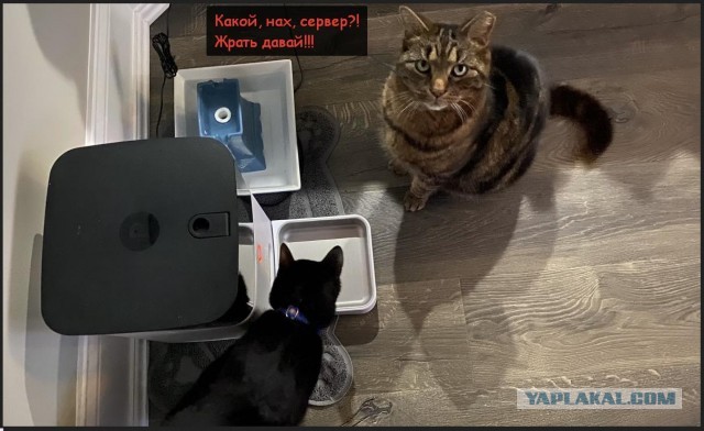 Из-за неполадок на серверах компании Petnet кормушки SmartFeeder перестали давать еду домашним питомцам по расписанию