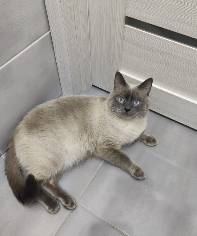 Котовторнику быть!