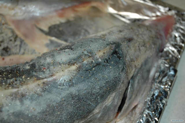 Все из рыбы!