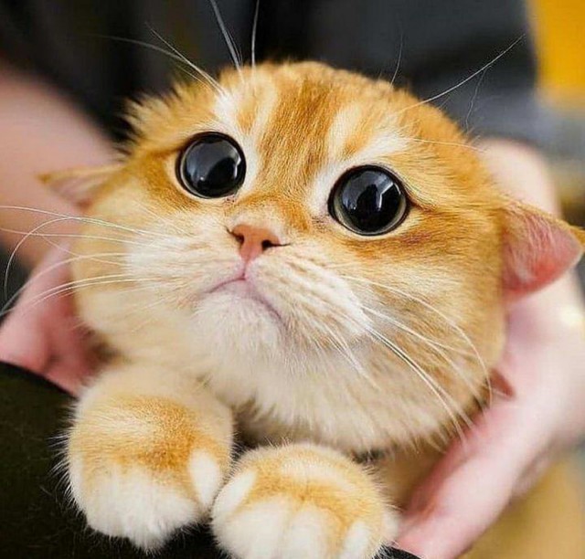 Разные котики