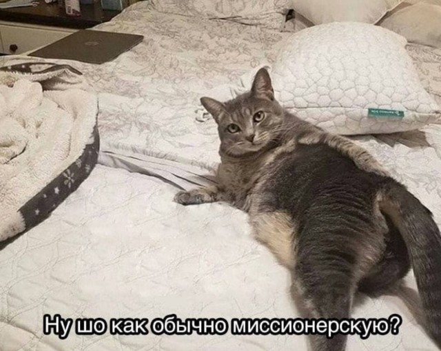 Что делать, если муж больше любит кошку?