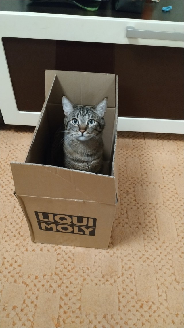 Котовторник 21.12.21