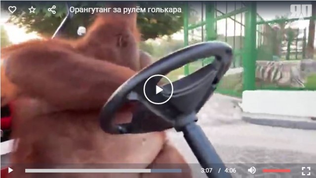 Вот обезьяна за рулём, а не то человеческое дерьмо, что вы привыкли так называть!