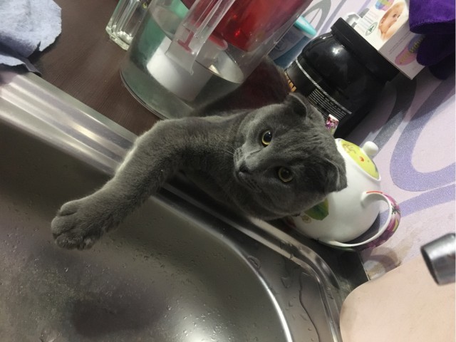 Котовторник. Февраль