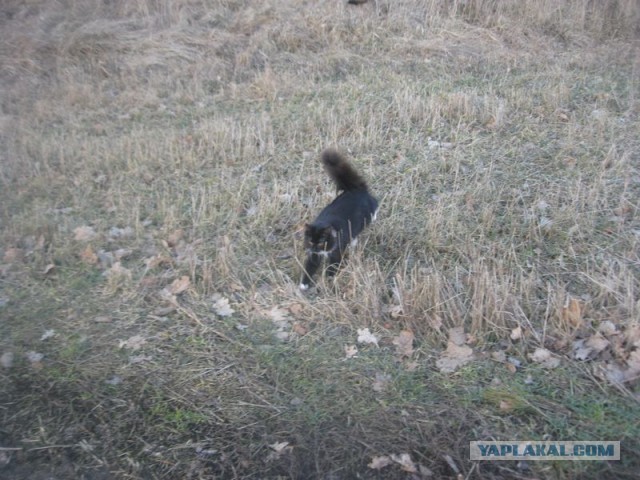 Жизнь домашнего приюта для котеек 383