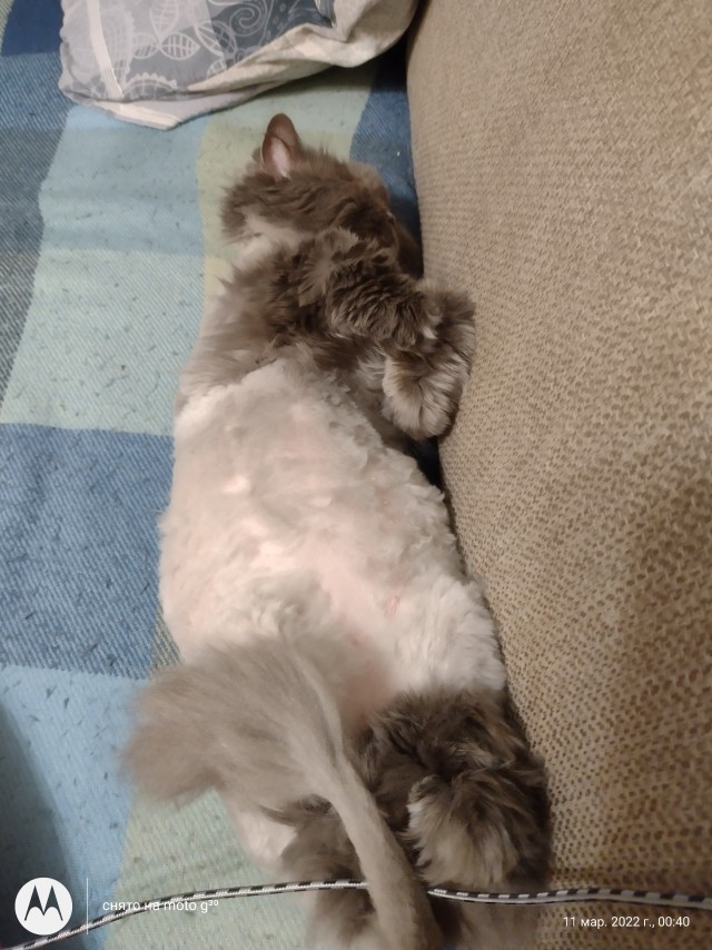 Кошка в тепле