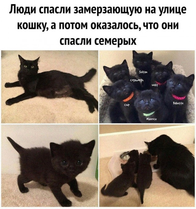Картинки и мемы для настроения - 25