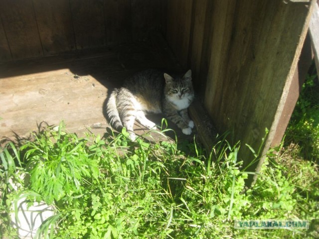 Жизнь домашнего приюта для котеек 399