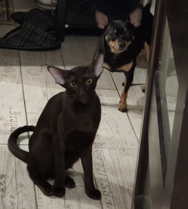 Котик