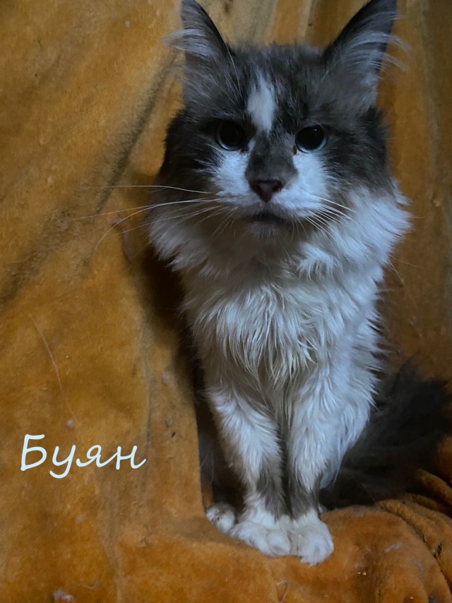 Жизнь домашнего приюта "Котоленд" 383