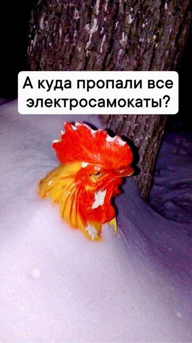 Петух суицидник