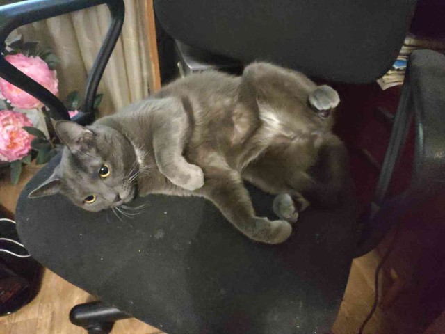 Как кот провожает меня на работу после праздников