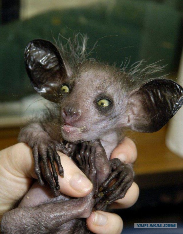 Бабка сшила мне мешок