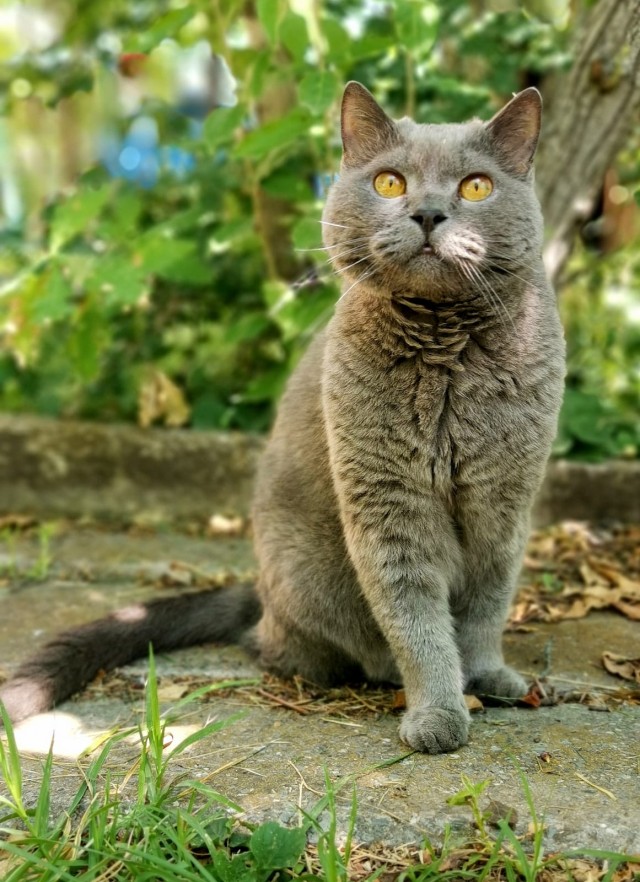 Котовторник