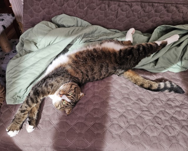 С Котовторником!